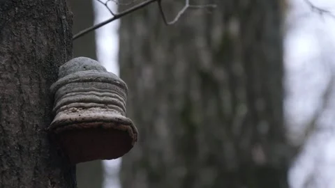 Old tinder mushroom on a tree trunk. Stock Footage 295228339