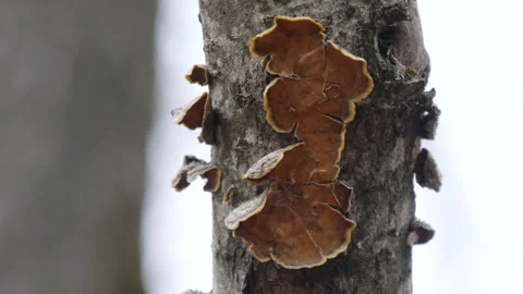 Old tinder mushrooms on a tree trunk. Video stock 294097530