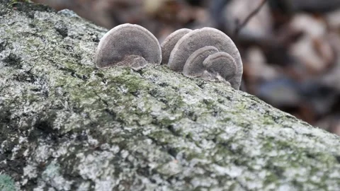 Old tinder mushrooms on a tree trunk. Stock Footage 295228353