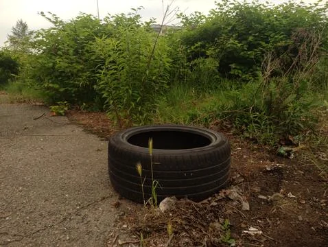 Old tire lying on the ground surrounded by vegetation Stock Photos