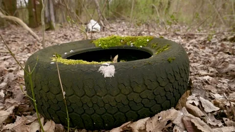 Old tire with moss disposed of in the forest. Problems with environmental p.. Stock Footage 236465399