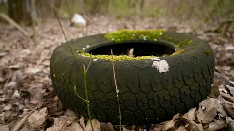 Old tire with moss disposed of in the forest. Problems with environmental p.. Stock Footage 236465459
