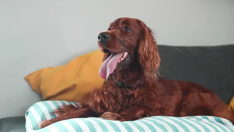 Old tired Irish Setter dog relaxing in living room, looking in camera and posing Stock Footage 253489883