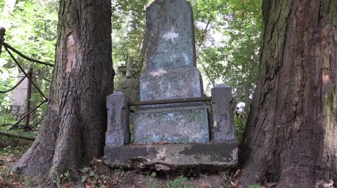 Old tomb rose between two trees in the cemetery Stock Footage 59948723