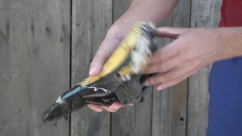 Old torn bicycle saddle Video stock 311585277