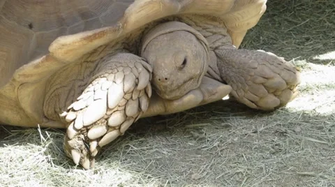 Old tortoise in his shell  Stock Footage 62204681