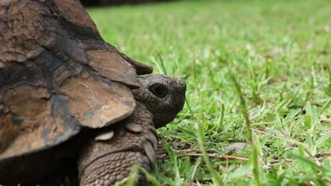 An old tortoise (not a turtle) walking on the grass in Durban, South africa Stock Footage 132927192