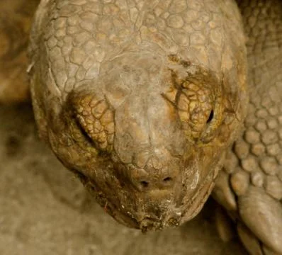 Old tortoise rests-1 Photos