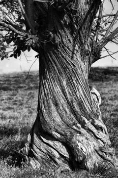 An old tortured tree Stock Photos