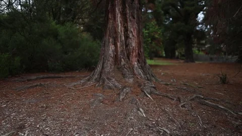 Old towering redwood tree trunk in a forest Stockbeeldmateriaal 336521853
