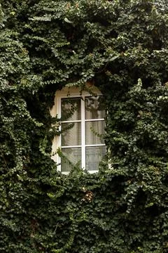 Old town window framed by green ivy leaves Stock Photos