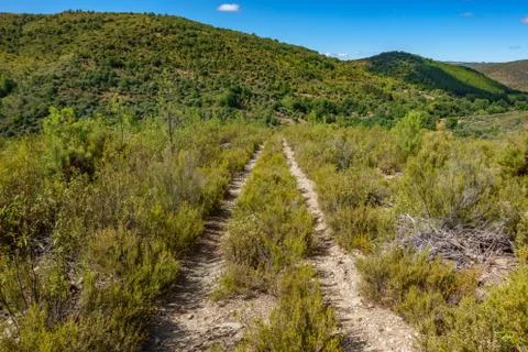 Old track in the middle of the bush Foto stock