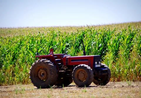 Old tractor in cornfield Stock Photos