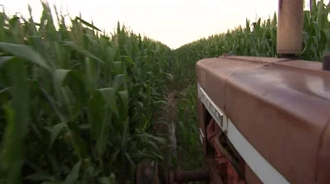 Old Tractor going through Corn Field 1 스톡 동영상 39996839