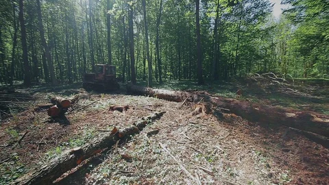 Old tractor pulls a tree trunk in the forest. Stock Footage 129299652