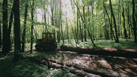 Old tractor pulls a tree trunk in the forest. Stock Footage 129299769