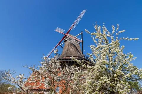 Old traditional german windmill in hamburg with cherry blossom Stock Photos