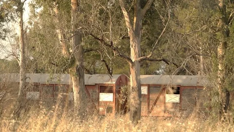 Old train in the eucalyptus forest Stock Footage 126668919