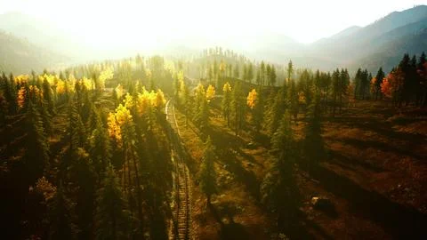 Old train tracks vanishing into the shadows of a grove of evergreens at sunse Stock Illustration