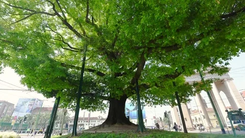 Old tram under big oak, Milan Italy Video stock 76694458