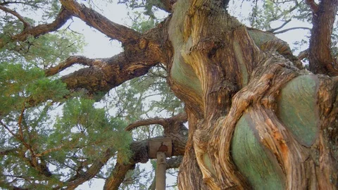 Old tree 01 Stock Footage 94024842