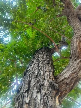 Old tree-1 Stock Photos