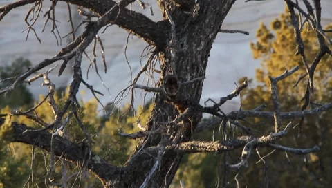 Old Tree 1339 Stock Footage 1027984