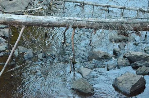 Old tree above the stream Foto stock