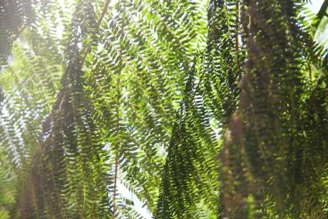 Old tree abstract background Stock Photos