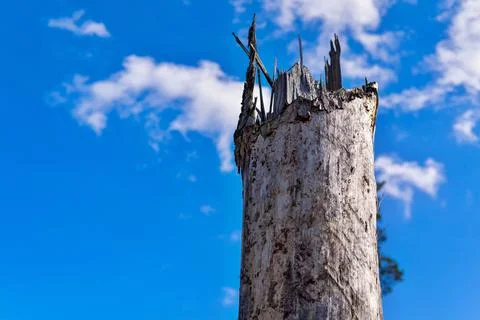 Old tree against the background of the sky Stock Photos