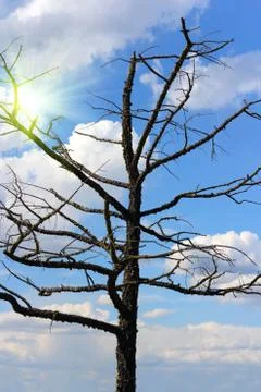 Old tree against a cloudy sky Foto stock