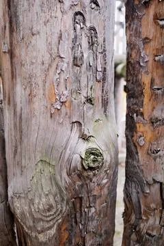An old tree, aged by time and bugs. Old wooden fence. Texture. Stock Photos