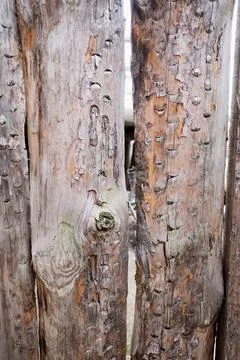 An old tree, aged by time and bugs. Old wooden fence. Texture. Stock Photos