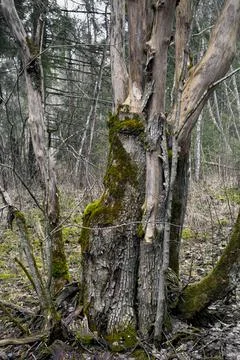 An old tree with almost no bark in a forest Stock Photos