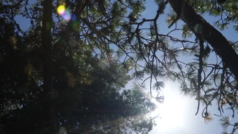 Old tree in alpine landscape in the mountains, sun lensflares Stock Footage 90140285