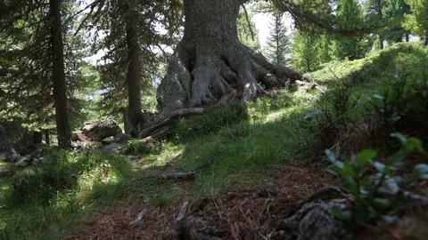 Old tree in alpine landscape in the mountains Stock Footage 90140353