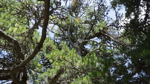 Old tree in alpine landscape in the mountains Stock Footage 90147074
