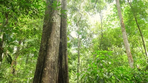 Old tree in amazonian rain forest ever green jungle. Stock Footage 268024904