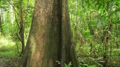 Old tree in amazonian rain forest ever green jungle. Video stock 268025550