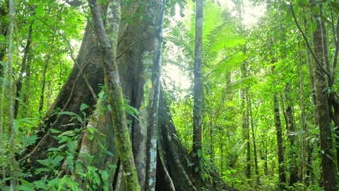 Old tree in amazonian rain forest ever green jungle. Stock Footage 268025821