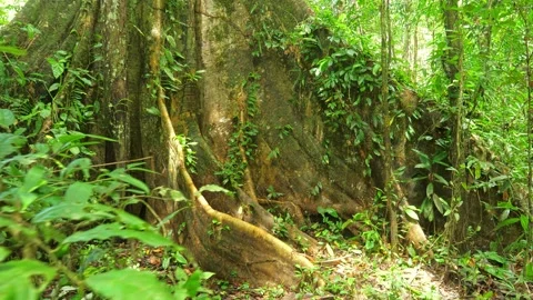 Old tree in amazonian rain forest ever green jungle. Stock Footage 268026089