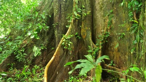 Old tree in amazonian rain forest ever green jungle. Stock Footage 268026221