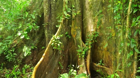 Old tree in amazonian rain forest ever green jungle. Stock Footage 268026452