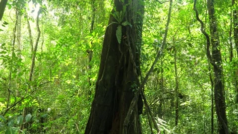 Old tree in amazonian rain forest ever green jungle. Stock Footage 268026918