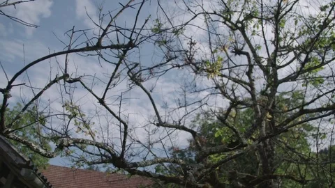 An old tree and branches Stockbeeldmateriaal 76189735