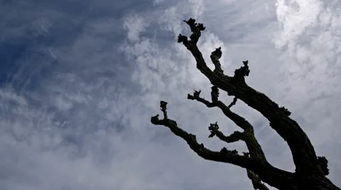 Old tree and clouded sky Stock Footage 7966379