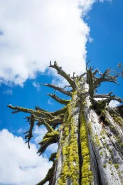 Old tree and clouds Stock Photos