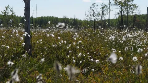 Old tree and cotton grass in Siberia Video stock 283020626