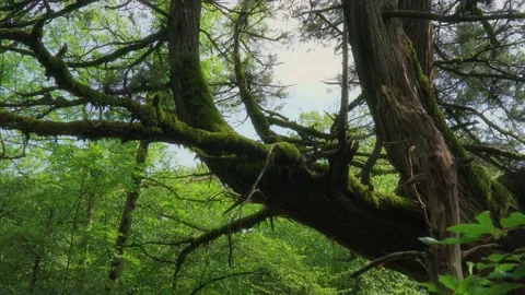 Old tree and fresh spring forest after rain. Vídeos de archivo 134994936