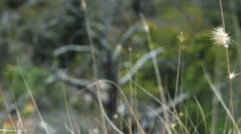 Old Tree and Grass Video stock 64932027